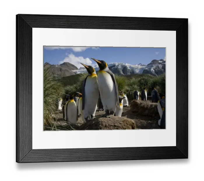 Framed Print : Antarctica, South Georgia Island (UK), King Penguins (Aptenodytes patagonicus) nesting Framed Print : Antarctica, South Georgia Island (UK), King Penguins (Aptenodytes patagonicus) nesting