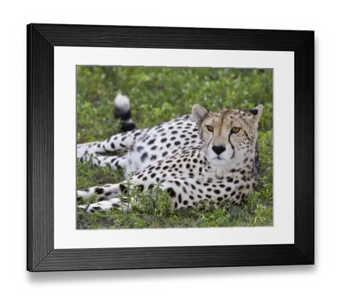 Framed Print : Africa. Tanzania. Female Cheetah at Ndutu in the Ngorongoro Conservation Area