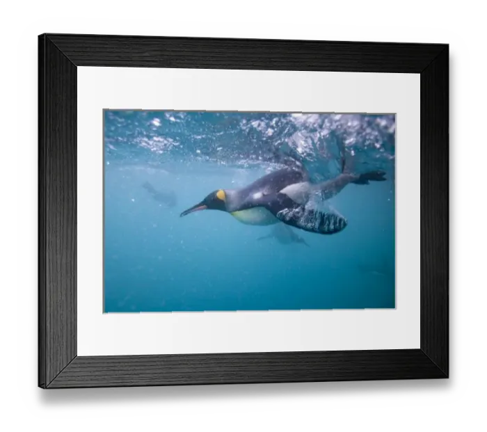 Framed Print : Antarctica, South Georgia Island (UK), Underwater view of King Penguins (Aptenodytes Framed Print : Antarctica, South Georgia Island (UK), Underwater view of King Penguins (Aptenodytes