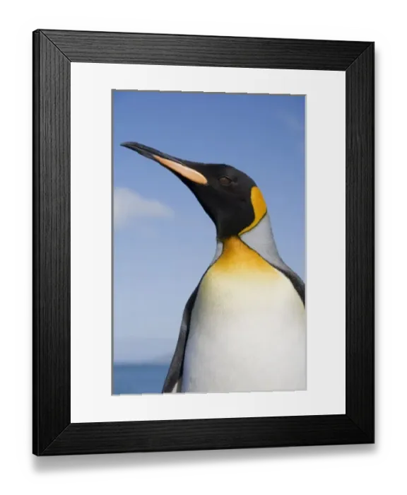 Framed Print : Antarctica, South Georgia Island (UK), Portrait of King Penguin (Aptenodytes patagonicus)