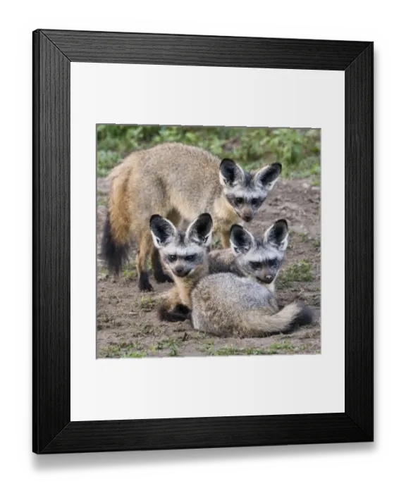 Framed Print : Africa, Tanzania Framed Print : Africa, Tanzania