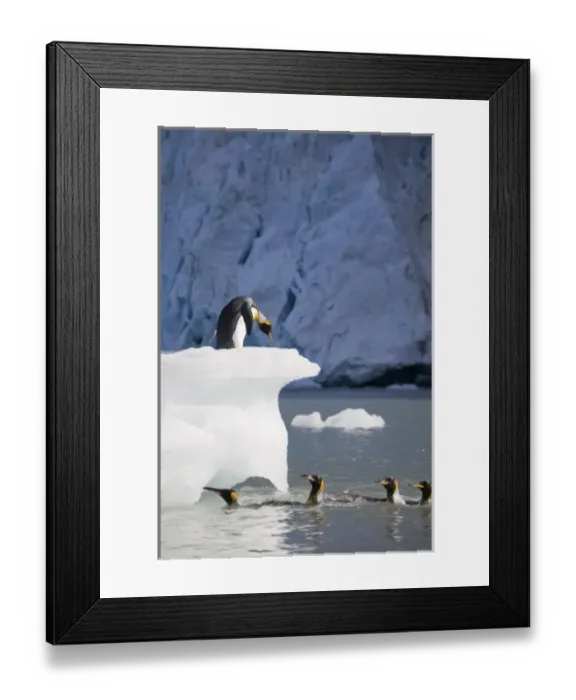 Framed Print : Antarctica, South Georgia Island (UK), King Penguins (Aptenodytes patagonicus) Framed Print : Antarctica, South Georgia Island (UK), King Penguins (Aptenodytes patagonicus)