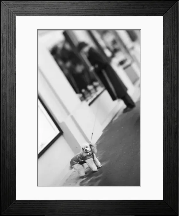 Framed Print : Europe, Switzerland, Lucerne. Poodle with man Framed Print : Europe, Switzerland, Lucerne. Poodle with man