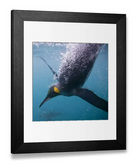Framed Print : Antarctica, South Georgia Island (UK), Underwater view of King Penguins (Aptenodytes Framed Print : Antarctica, South Georgia Island (UK), Underwater view of King Penguins (Aptenodytes