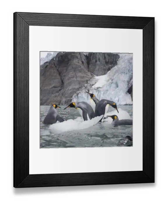 Framed Print : Antarctica, South Georgia Island (UK), King Penguins (Aptenodytes patagonicus) swimming Framed Print : Antarctica, South Georgia Island (UK), King Penguins (Aptenodytes patagonicus) swimming