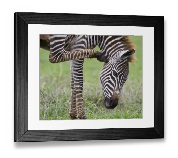 Framed Print : Africa. Tanzania Framed Print : Africa. Tanzania