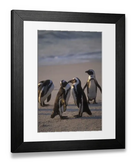 Framed Print : African Penguin Framed Print : African Penguin