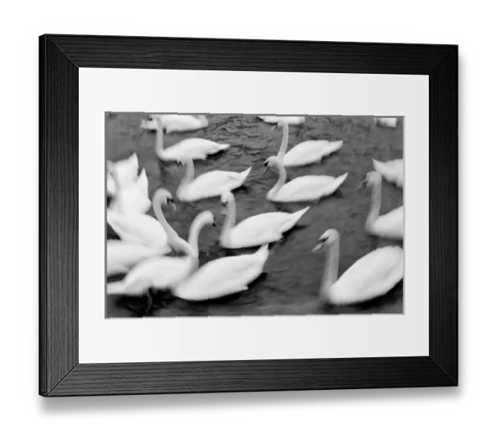 Framed Print : Europe, Lucerne, Switzerland. Swans on the Reuss River Framed Print : Europe, Lucerne, Switzerland. Swans on the Reuss River