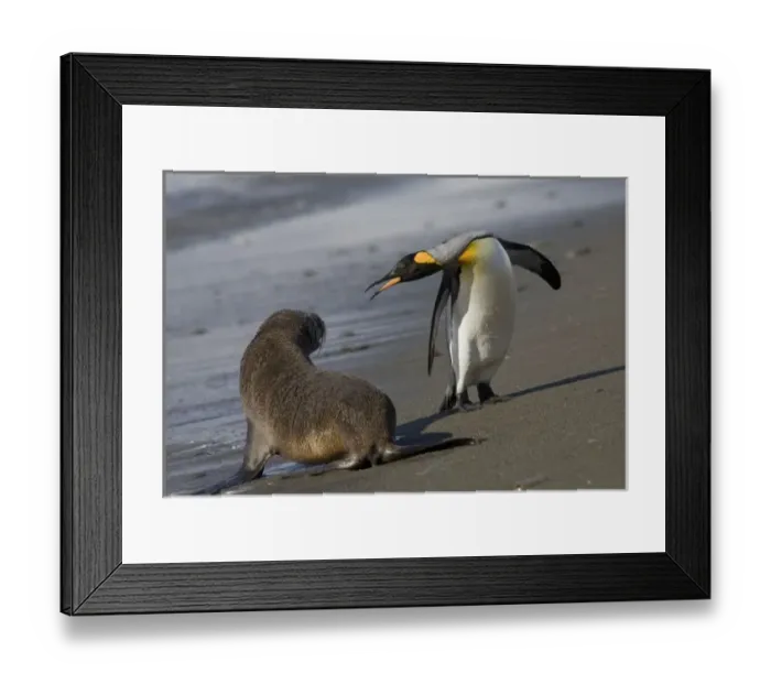 Framed Print : Antarctica, South Georgia Island (UK)King Penguins (Aptenodytes patagonicus)