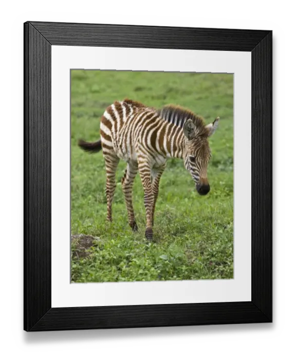 Framed Print : Africa, Tanzania Framed Print : Africa, Tanzania
