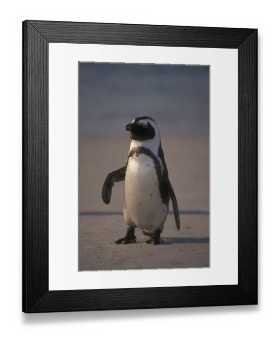 Framed Print : African Penguin (Spheniscus demersus) or Jackass Penguin near Capetown, South Africa
