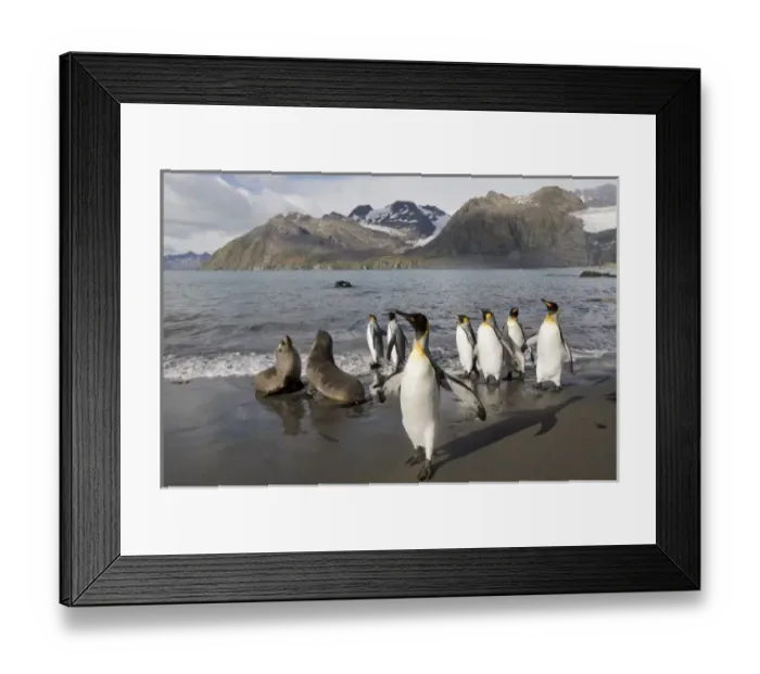 Framed Print : Antarctica, South Georgia Island (UK), Antarctic Fur Seals (Arctocephalus gazella) Framed Print : Antarctica, South Georgia Island (UK), Antarctic Fur Seals (Arctocephalus gazella)