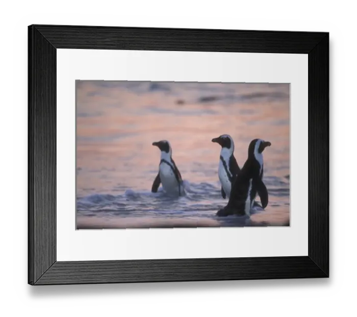 Framed Print : African Penguin (Spheniscus demersus) or Jackass Penguin near Capetown, South Africa Framed Print : African Penguin (Spheniscus demersus) or Jackass Penguin near Capetown, South Africa