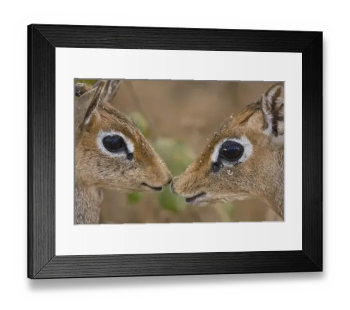 Framed Print : Africa. Tanzania. Kirks Dik Dik at Manyara NP Framed Print : Africa. Tanzania. Kirks Dik Dik at Manyara NP