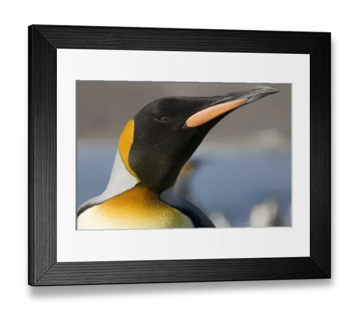 Framed Print : Antarctica, South Georgia Island (UK), Close-up portrait of King Penguin (Aptenodytes Framed Print : Antarctica, South Georgia Island (UK), Close-up portrait of King Penguin (Aptenodytes