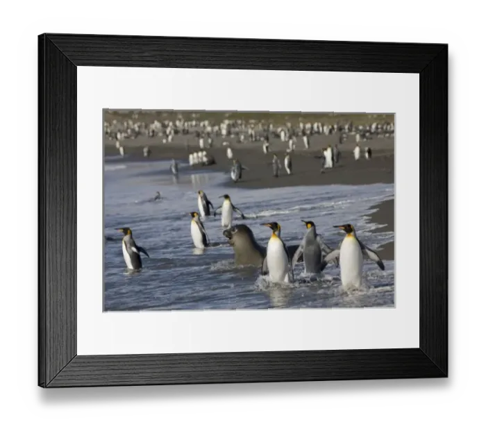 Framed Print : Antarctica, South Georgia Island (UK), King Penguins (Aptenodytes patagonicus) Framed Print : Antarctica, South Georgia Island (UK), King Penguins (Aptenodytes patagonicus)