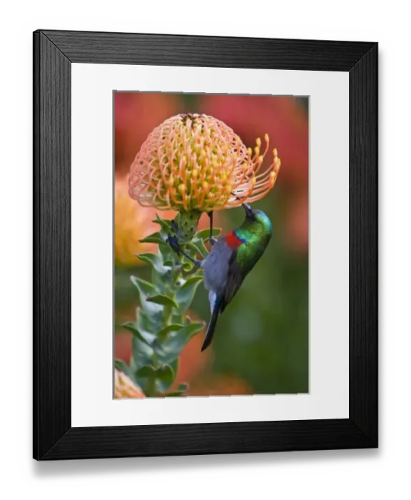 Framed Print : Greater Double-collared Sunbird feeds on Pincushion Protea at Kirstenbosch National Framed Print : Greater Double-collared Sunbird feeds on Pincushion Protea at Kirstenbosch National