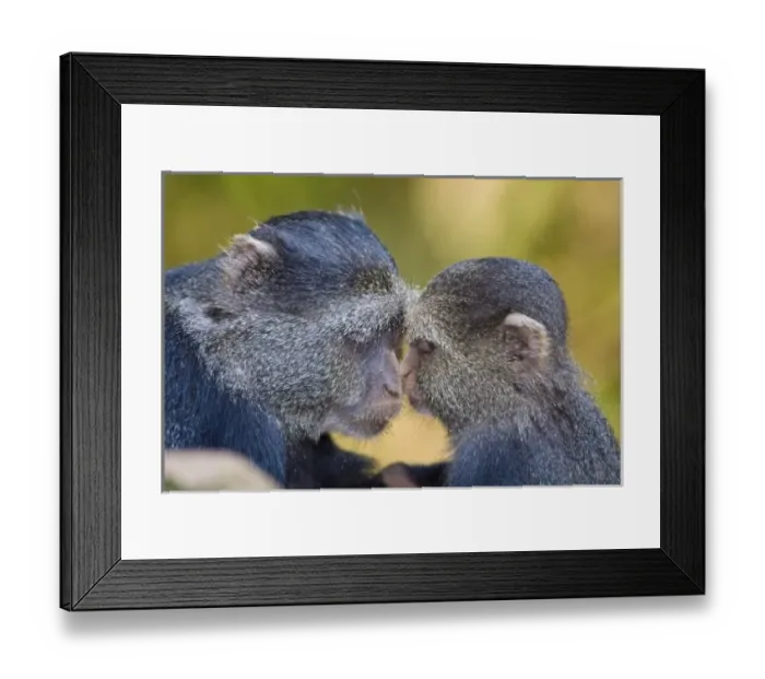 Framed Print : Africa. Tanzania. Blue Monkey mother with young at Manyara NP Framed Print : Africa. Tanzania. Blue Monkey mother with young at Manyara NP