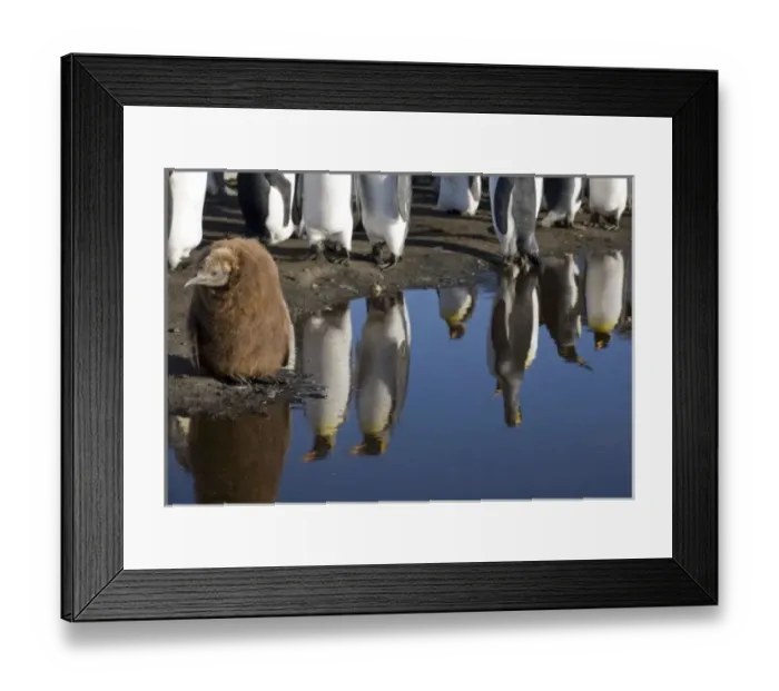 Framed Print : Antarctica, South Georgia Island (UK), King Penguin chick (Aptenodytes patagonicus) Framed Print : Antarctica, South Georgia Island (UK), King Penguin chick (Aptenodytes patagonicus)