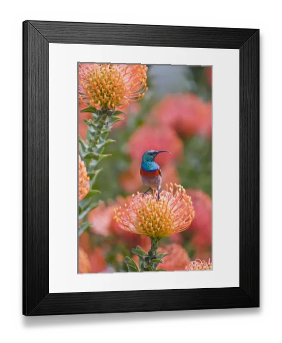 Framed Print : Greater Double-collared Sunbird feeds on Pincushion Protea at Kirstenbosch National