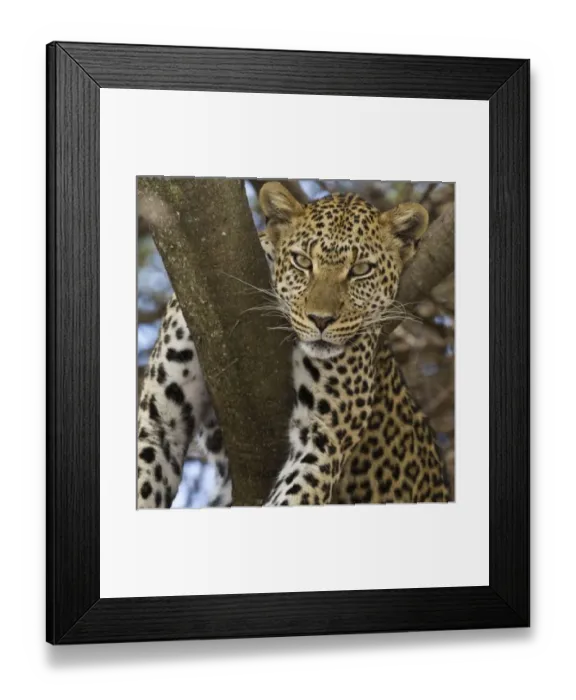 Framed Print : Africa, Tanzania Framed Print : Africa, Tanzania