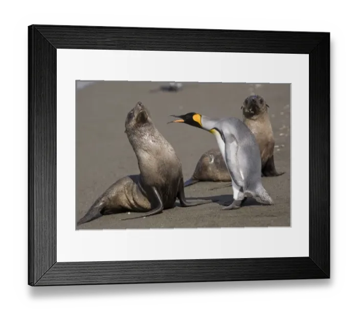 Framed Print : Antarctica, South Georgia Island (UK), King Penguins (Aptenodytes patagonicus) Framed Print : Antarctica, South Georgia Island (UK), King Penguins (Aptenodytes patagonicus)