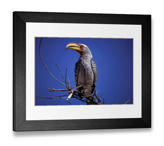 Framed Print : Africa, Tanzania, Tarangire. Yellow-billed Hornbill (Tockus leucumelias) Framed Print : Africa, Tanzania, Tarangire. Yellow-billed Hornbill (Tockus leucumelias)