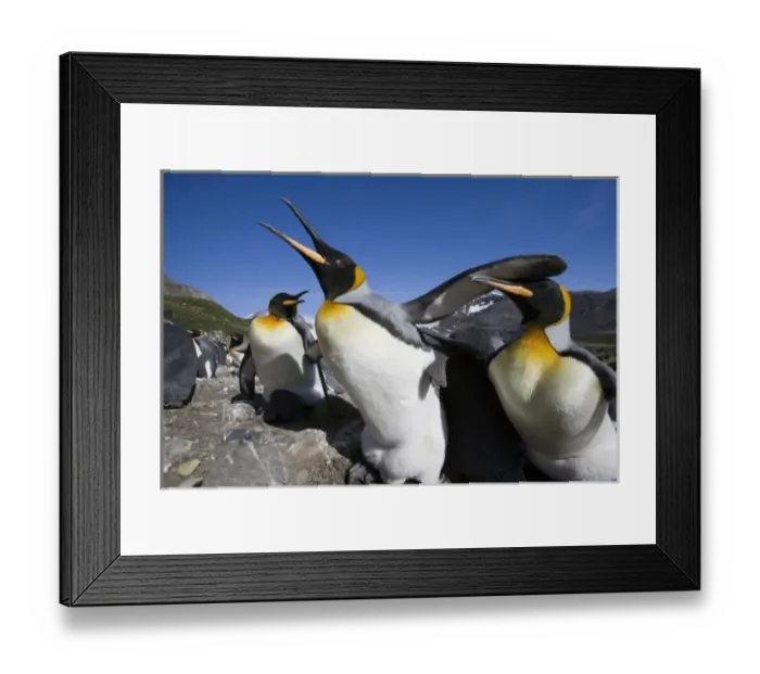 Framed Print : Antarctica, South Georgia Island (UK), King Penguins (Aptenodytes patagonicus) fighting Framed Print : Antarctica, South Georgia Island (UK), King Penguins (Aptenodytes patagonicus) fighting