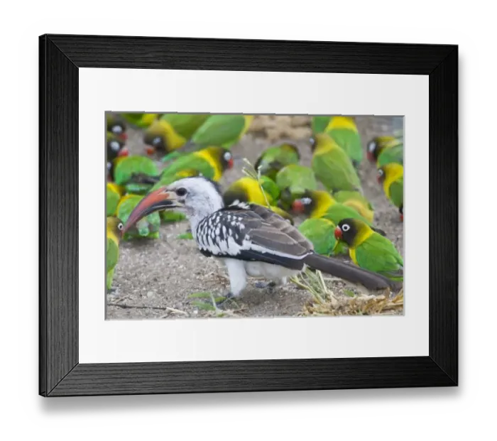 Framed Print : Africa, Tanzania Framed Print : Africa, Tanzania