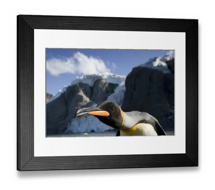 Framed Print : Antarctica, South Georgia Island (UK), King Penguin (Aptenodytes patagonicus)