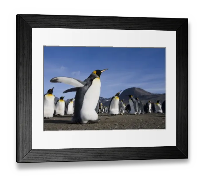 Framed Print : Antarctica, South Georgia Island (UK), King Penguins (Aptenodytes patagonicus) along Framed Print : Antarctica, South Georgia Island (UK), King Penguins (Aptenodytes patagonicus) along