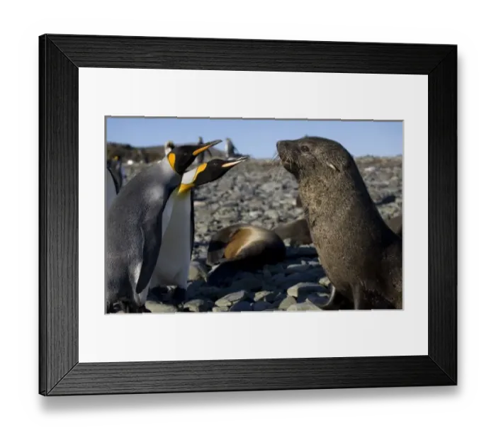 Framed Print : Antarctic, Sub Antarctic Island Framed Print : Antarctic, Sub Antarctic Island