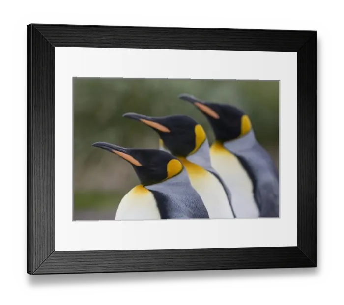 Framed Print : Antarctic, Sub Antarctic Island Framed Print : Antarctic, Sub Antarctic Island