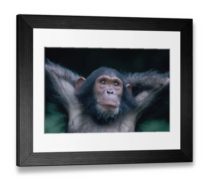 Framed Print : Africa, East Africa, Tanzania, Gombe National Park, Young female Chimpanzee stretching Framed Print : Africa, East Africa, Tanzania, Gombe National Park, Young female Chimpanzee stretching