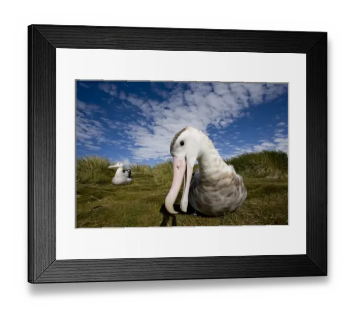 Framed Print : Antarctica, South Georgia Island (UK), Curious Wandering Albatross (Diomedea exulans)