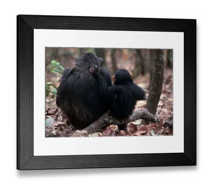 Framed Print : Africa, East Africa, Tanzania, Gombe National Park, Female Chimpanzees sitting