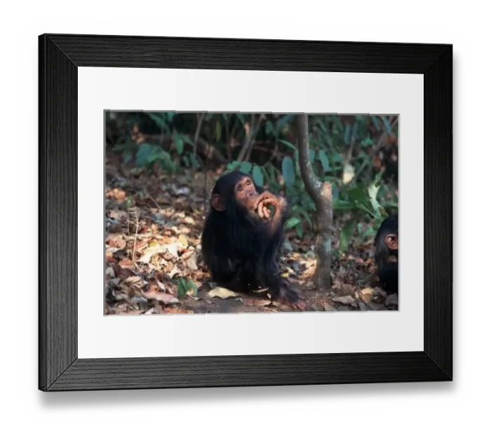 Framed Print : Africa, East Africa, Tanzania, Gombe National Park, Infant Chimpanzee Framed Print : Africa, East Africa, Tanzania, Gombe National Park, Infant Chimpanzee