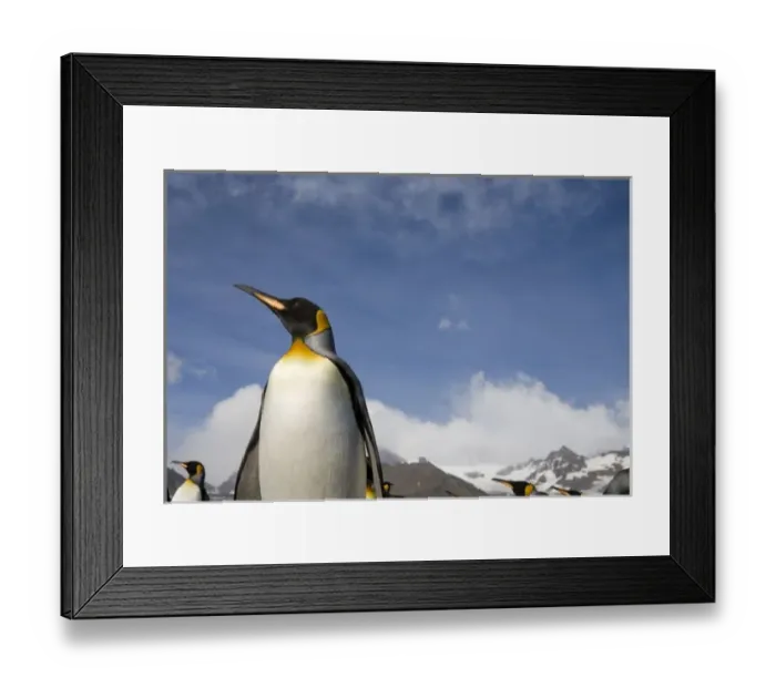 Framed Print : Antarctica, South Georgia Island (UK), King Penguins (Aptenodytes patagonicus) along Framed Print : Antarctica, South Georgia Island (UK), King Penguins (Aptenodytes patagonicus) along