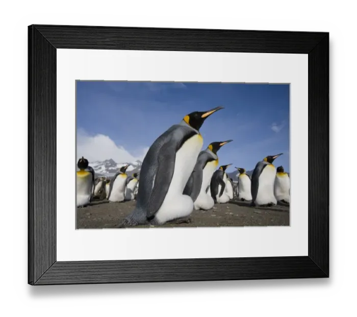 Framed Print : Antarctica, South Georgia Island (UK), King Penguins (Aptenodytes patagonicus) along