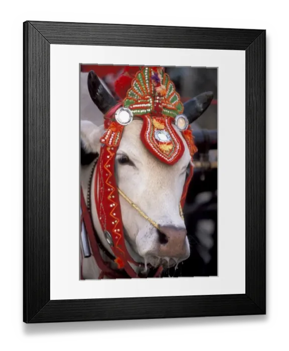 Framed Print : Asia, Burma (Myanmar) Shinbyu ceremony. Bull adorned for the festival Framed Print : Asia, Burma (Myanmar) Shinbyu ceremony. Bull adorned for the festival