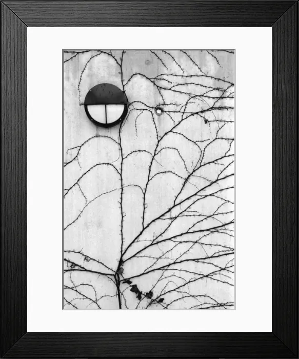 Framed Print : Europe, Switzerland, Lucerne. Ivy pattern on wall Framed Print : Europe, Switzerland, Lucerne. Ivy pattern on wall