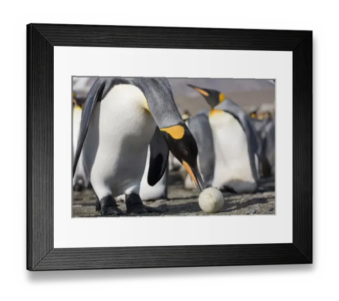 Framed Print : Antarctica, South Georgia Island (UK), King Penguin (Aptenodytes patagonicus) examining