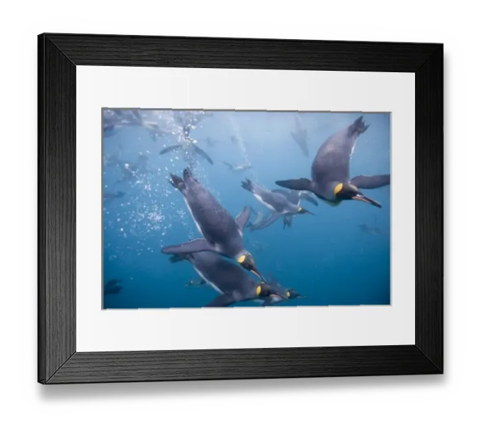 Framed Print : Antarctica, South Georgia Island (UK), Underwater view of King Penguins (Aptenodytes Framed Print : Antarctica, South Georgia Island (UK), Underwater view of King Penguins (Aptenodytes