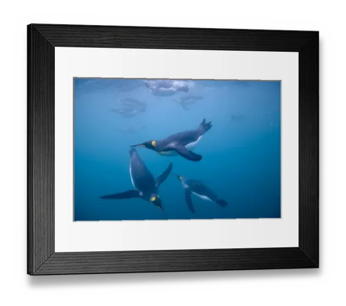 Framed Print : Antarctica, South Georgia Island (UK), Underwater view of King Penguins (Aptenodytes Framed Print : Antarctica, South Georgia Island (UK), Underwater view of King Penguins (Aptenodytes