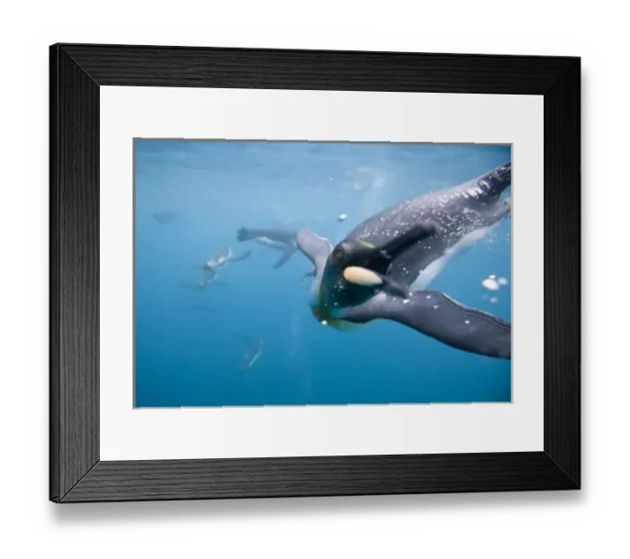 Framed Print : Antarctica, South Georgia Island (UK), Underwater view of King Penguins (Aptenodytes Framed Print : Antarctica, South Georgia Island (UK), Underwater view of King Penguins (Aptenodytes