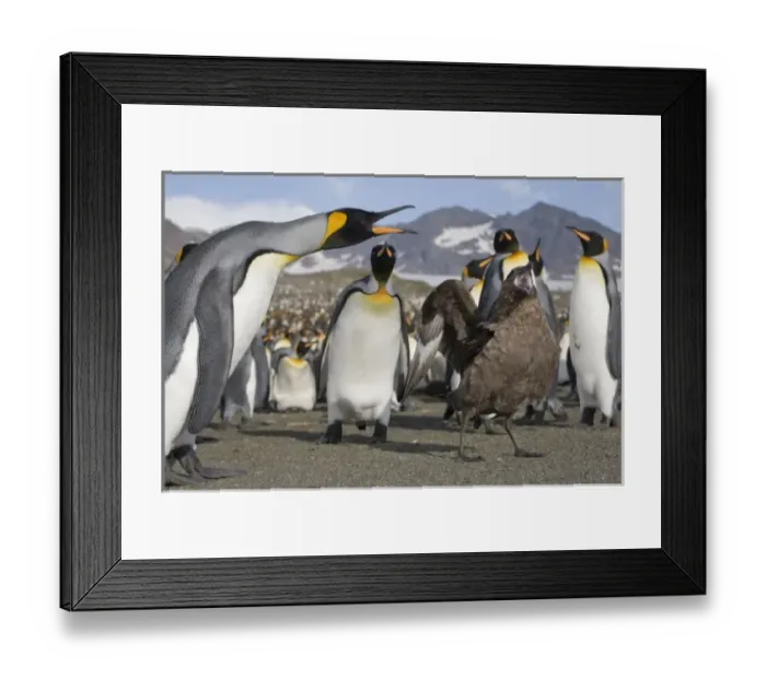 Framed Print : Antarctica, South Georgia Island (UK), Brown Skua (Catharacta lonnbergi) approaches King Penguins Framed Print : Antarctica, South Georgia Island (UK), Brown Skua (Catharacta lonnbergi) approaches King Penguins