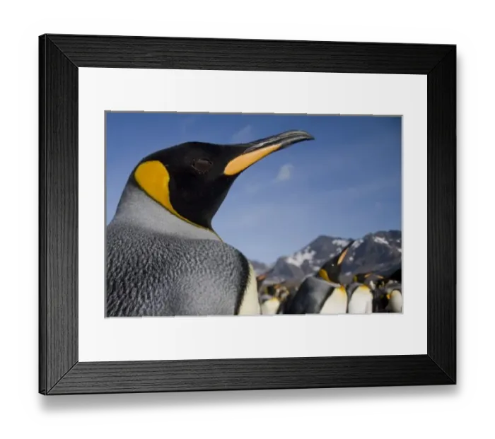 Framed Print : Antarctica, South Georgia Island (UK), King Penguins (Aptenodytes patagonicus) along
