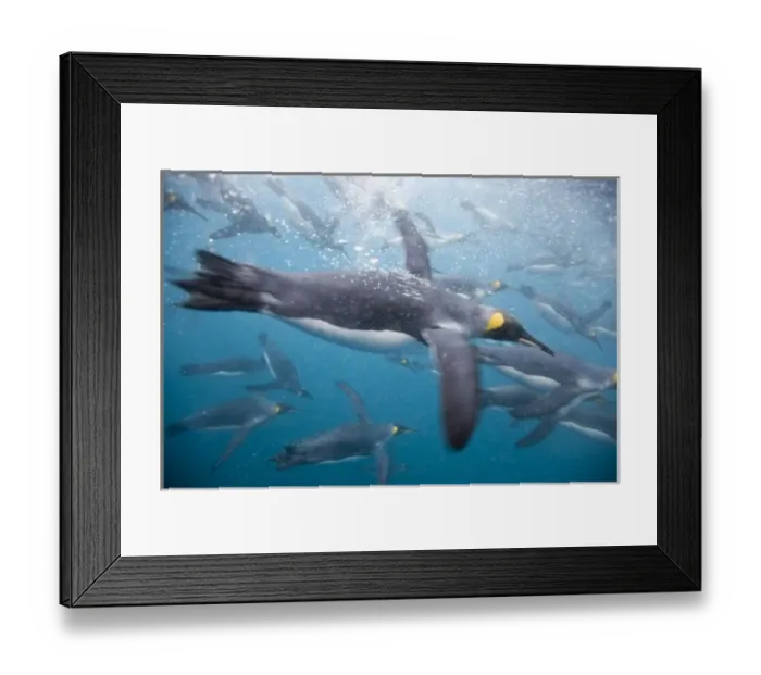 Framed Print : Antarctica, South Georgia Island (UK), Underwater view of King Penguins (Aptenodytes Framed Print : Antarctica, South Georgia Island (UK), Underwater view of King Penguins (Aptenodytes
