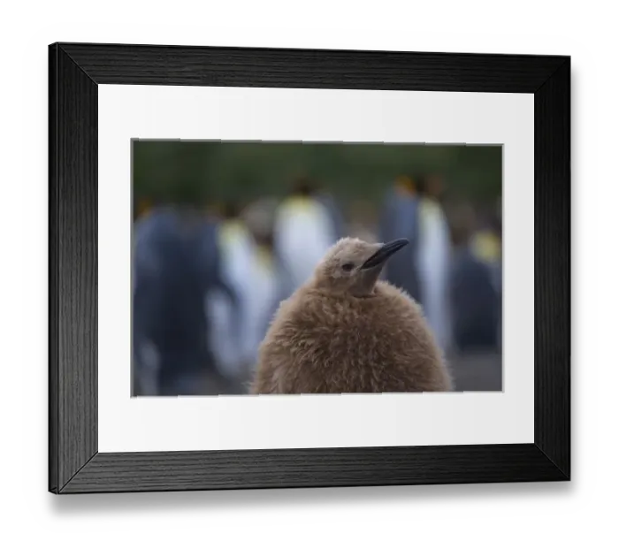 Framed Print : King Penguin (Aptenodytes patagonicus) chick, Gold Harbor, South Georgia, Antarctica