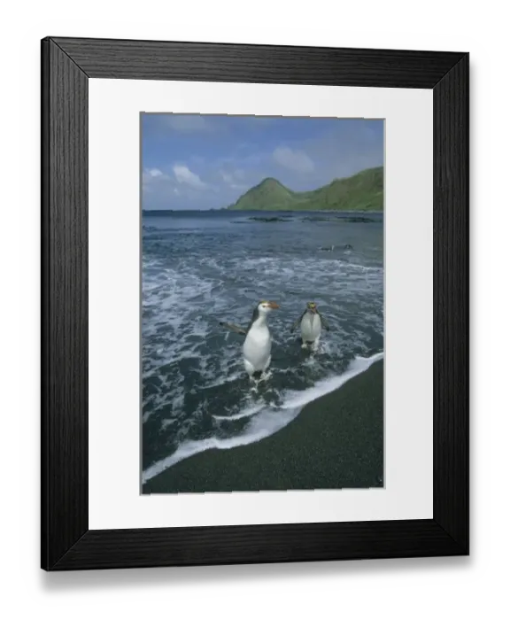 Framed Print : Royal Penguin, (Eudyptes schlegeli), returning from sea, Macquarie Island, sub-Antarctic Australia Framed Print : Royal Penguin, (Eudyptes schlegeli), returning from sea, Macquarie Island, sub-Antarctic Australia
